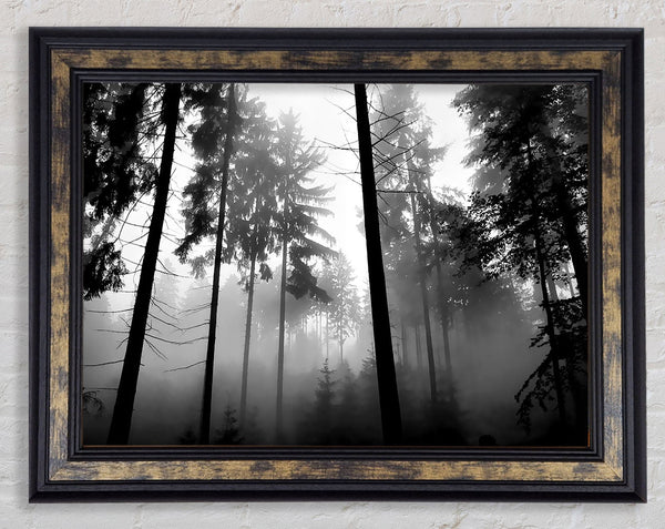 Mist Of The Woodland B n W Framed Print