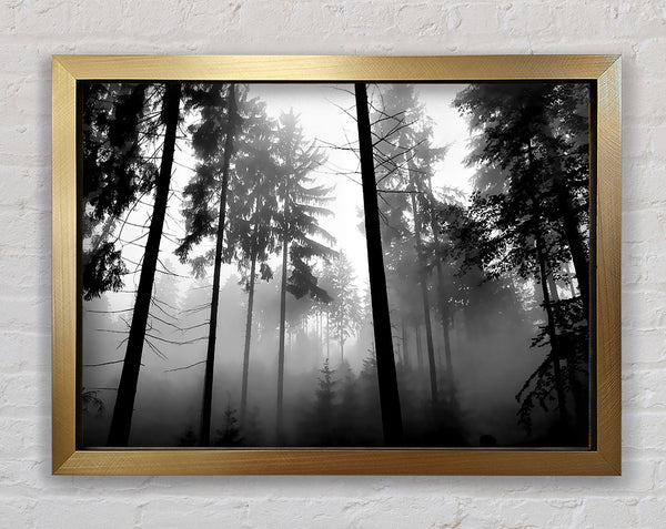 Mist Of The Woodland B n W Framed Print