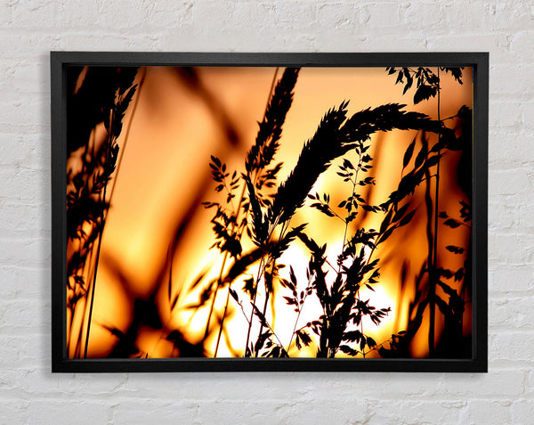 Reed Sunset Framed Print