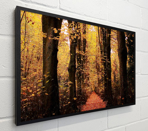 Woodland Walkway