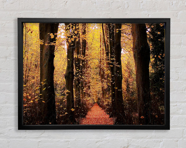 Woodland Walkway Framed Print