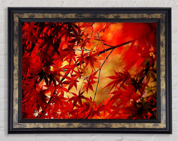 Red Leaves In Winter Framed Print