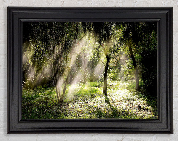Mid Day Sun Through The Trees Framed Print