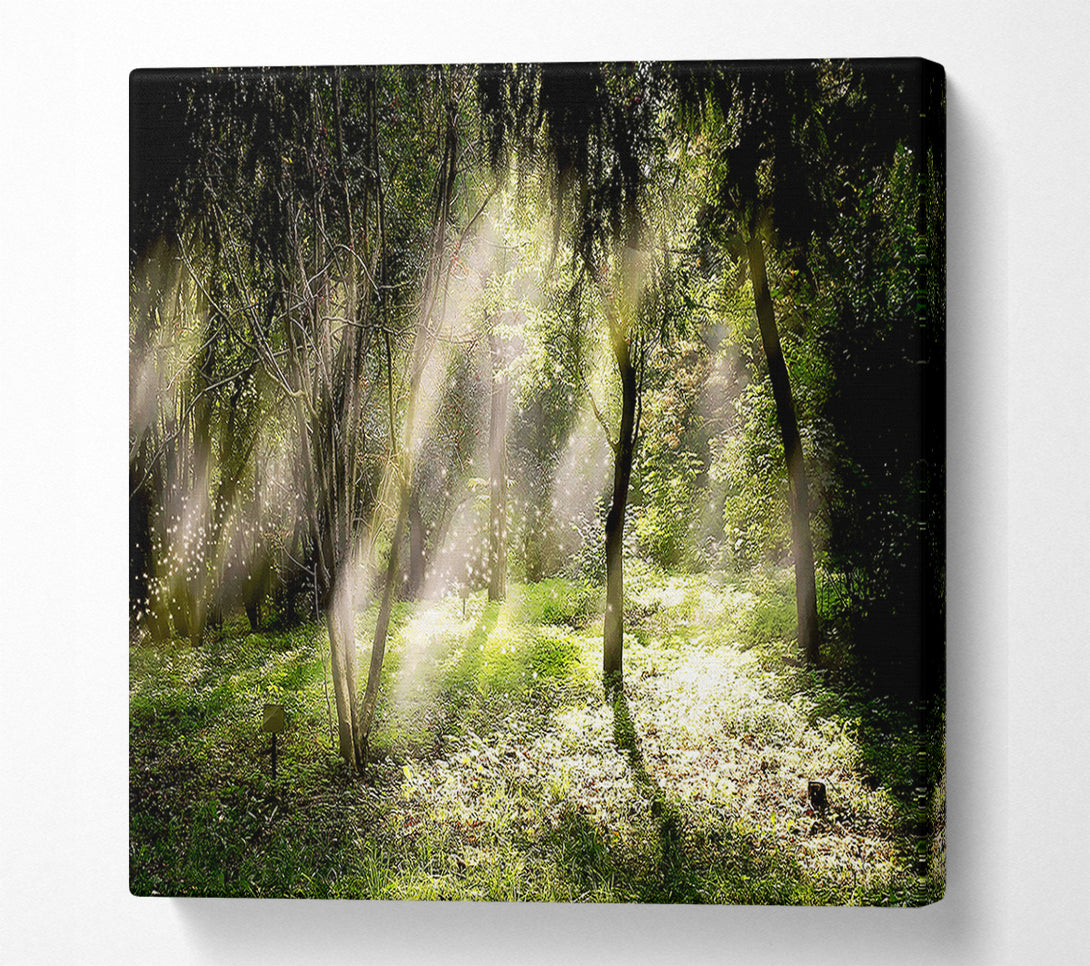  A Canvas Print of Mid Day Sun Through The Trees Canvas Art