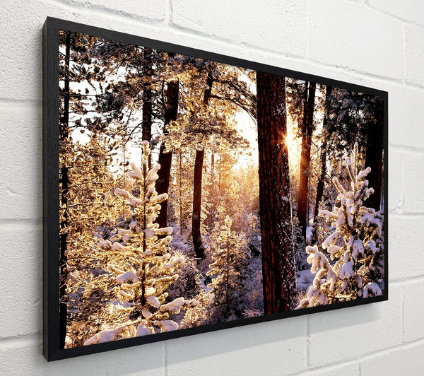 Winter Woodland