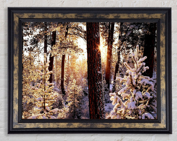 Winter Woodland Framed Print