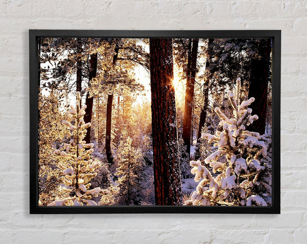 Winter Woodland Framed Print
