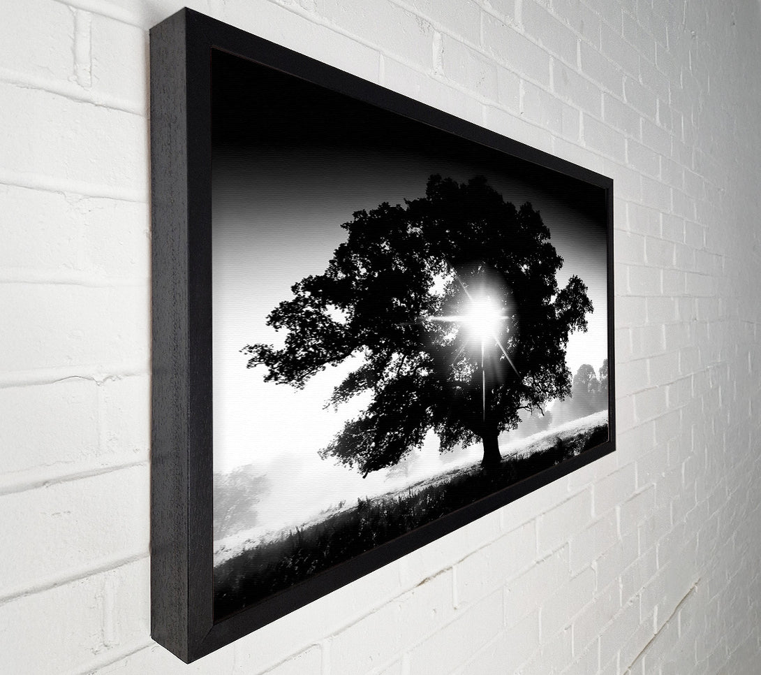  A Canvas Print of Sun Through The Tree B n W Canvas Wall Art