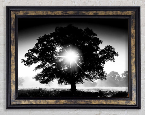 Sun Through The Tree B n W Framed Print