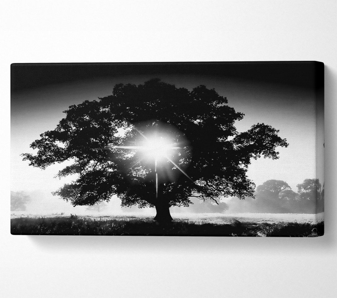  A Canvas Print of Sun Through The Tree B n W Canvas Wall Art