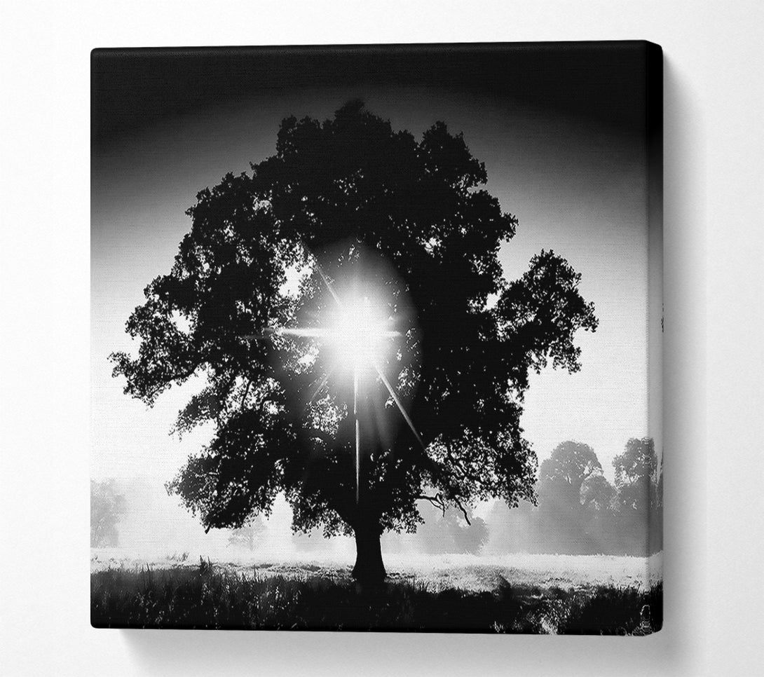  A Canvas Print of Sun Through The Tree B n W Canvas Wall Art