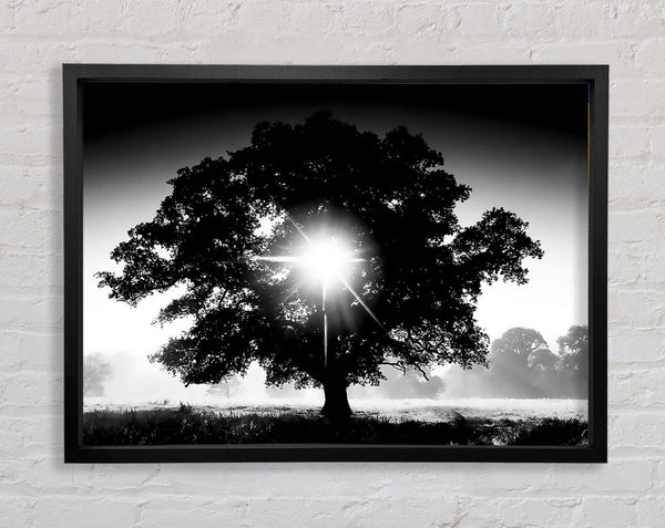 Sun Through The Tree B n W Framed Print