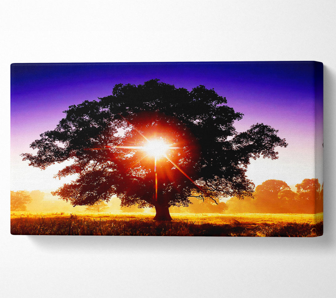  A Canvas Print of Sun Burst Through The Tree Canvas Art