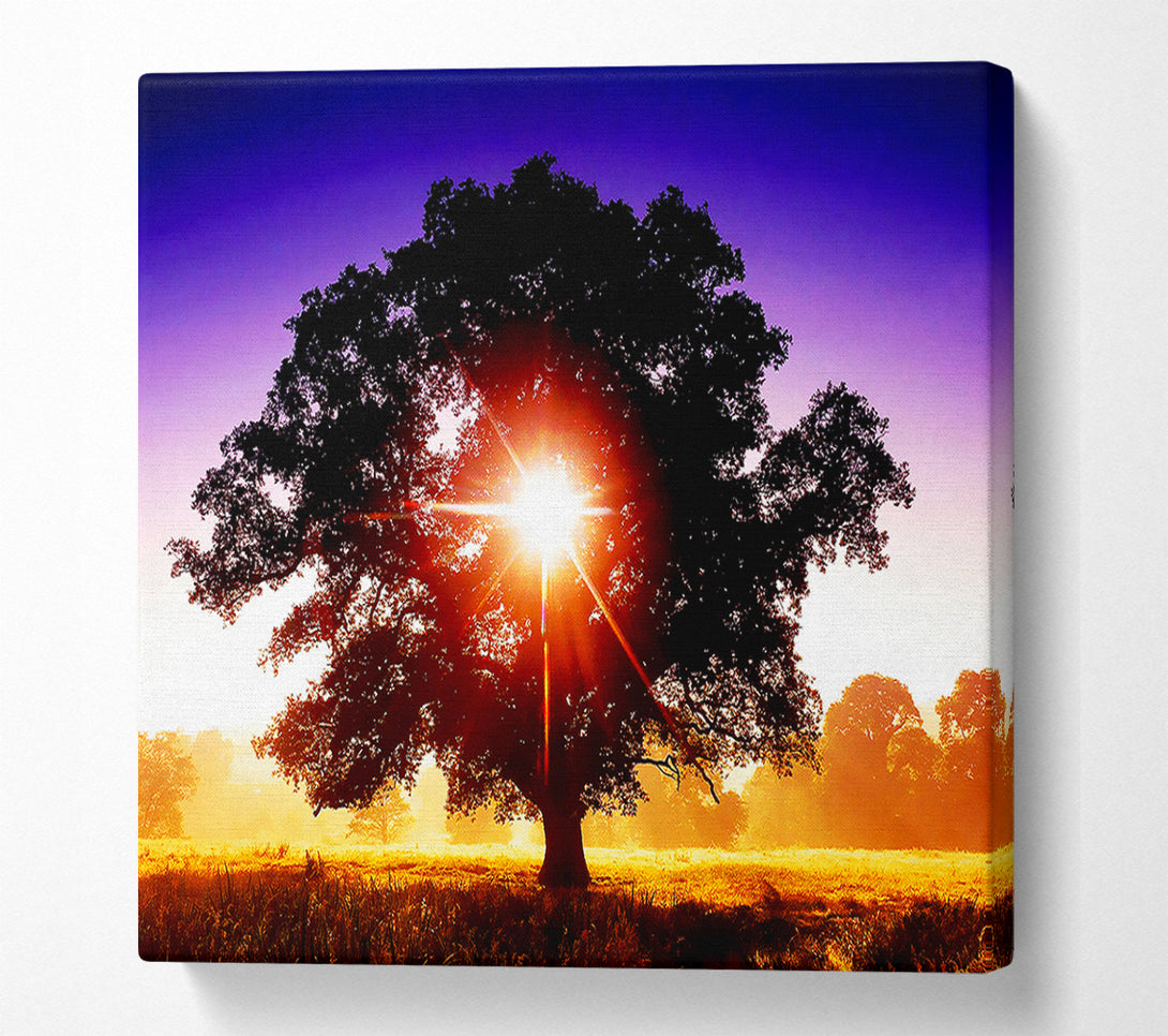  A Canvas Print of Sun Burst Through The Tree Canvas Art