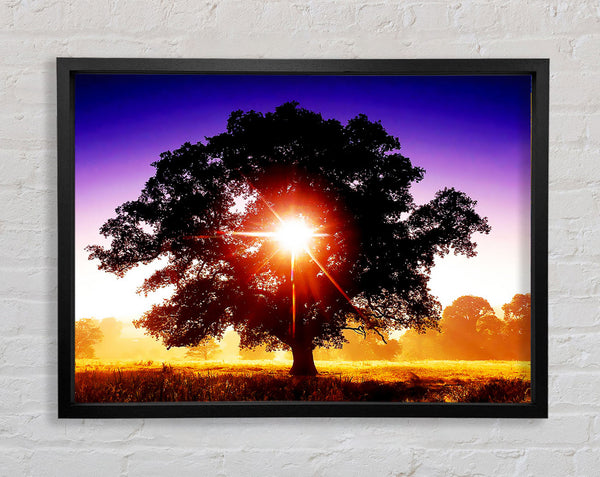 Sun Burst Through The Tree Framed Print
