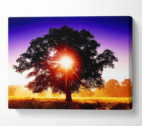  A Canvas Print of Sun Burst Through The Tree Canvas Art