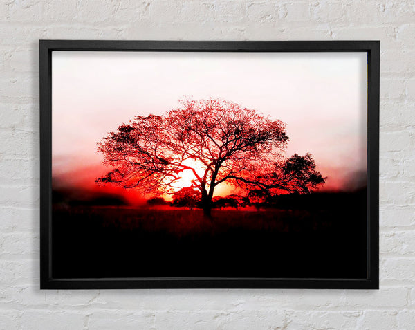 Red Sunrise Oak Tree Framed Print