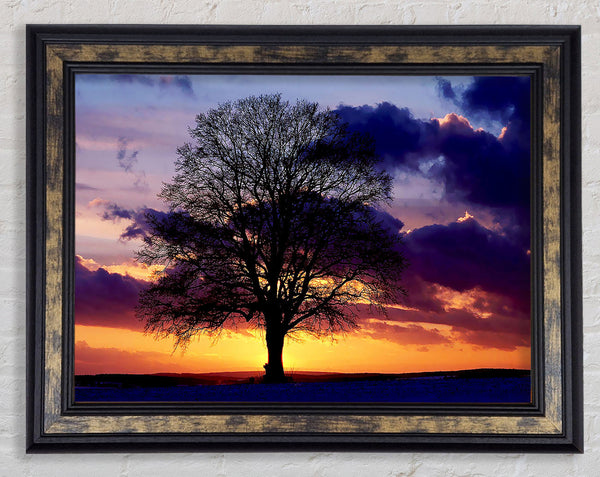 Oak Trees Light Framed Print