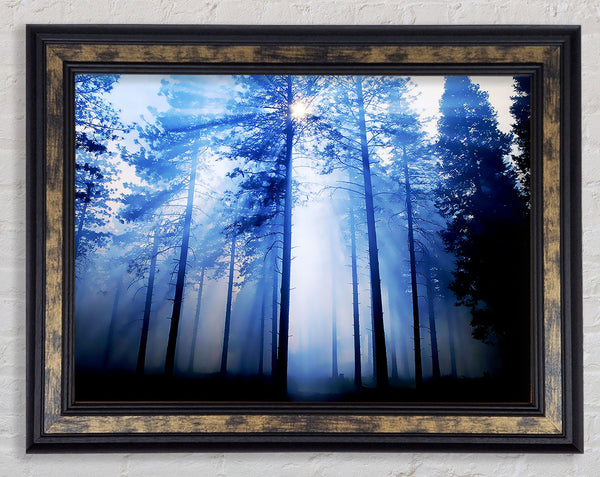 Sunlight Mist Through The Trees Framed Print