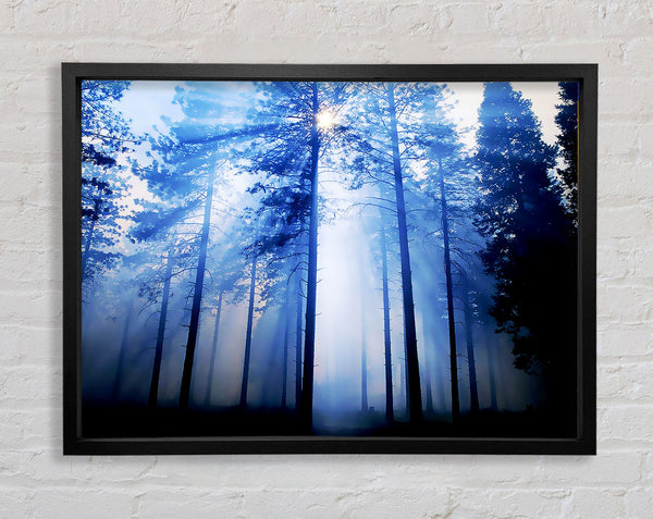 Sunlight Mist Through The Trees Framed Print