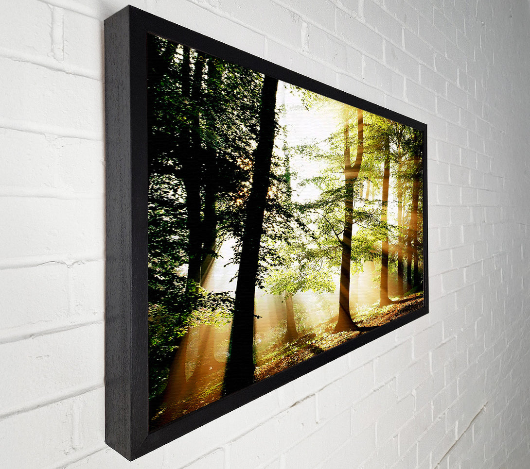  A Canvas Print of Treeline Sunbeam Canvas Art