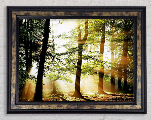 Treeline Sunbeam Framed Print