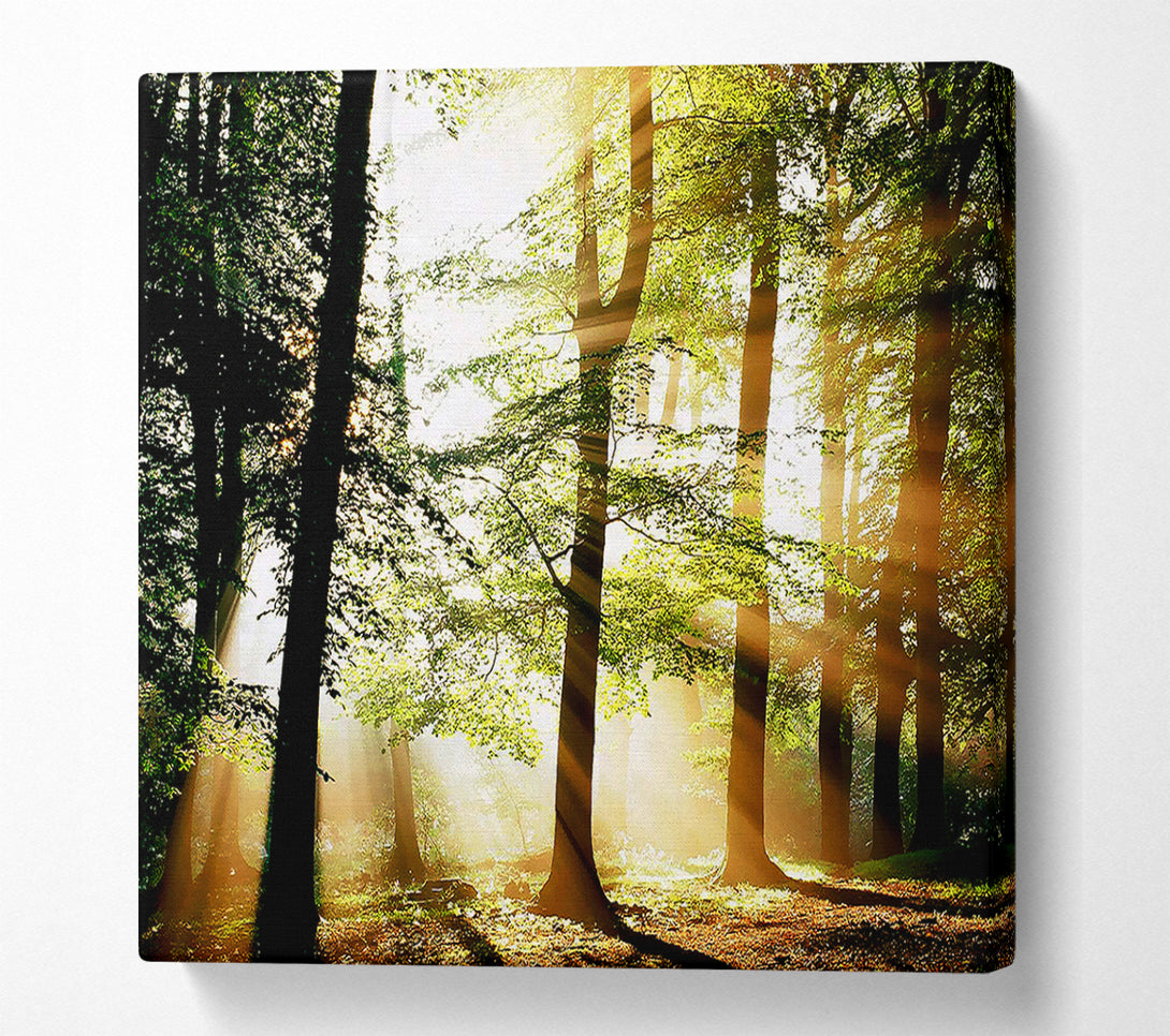  A Canvas Print of Treeline Sunbeam Canvas Art