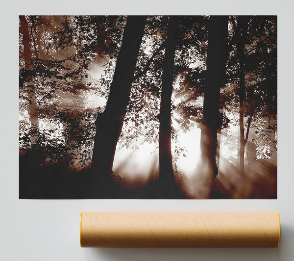 Sunrays Through The Woodland Brown Giclee Print