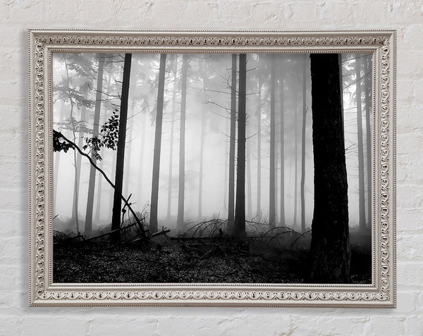 Black n White Woodland Mist Framed Print