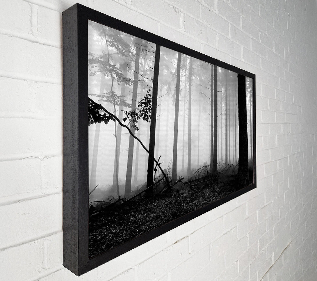  A Canvas Print of Black n White Woodland Mist Canvas Wall Art