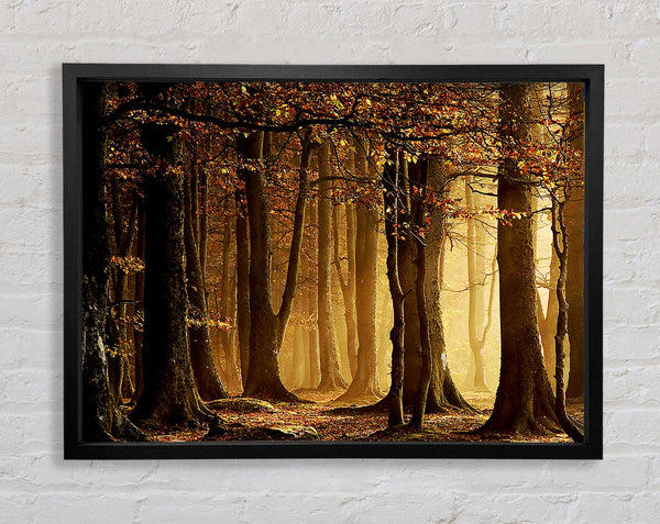 Land Of Trees Framed Print