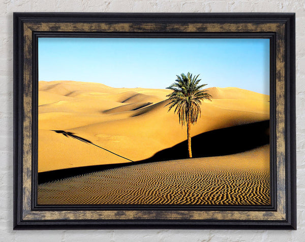 Desert Palmtree Framed Print