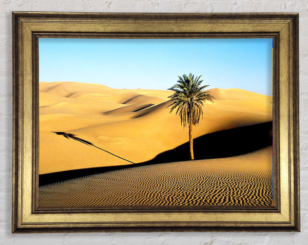 Desert Palmtree Framed Print