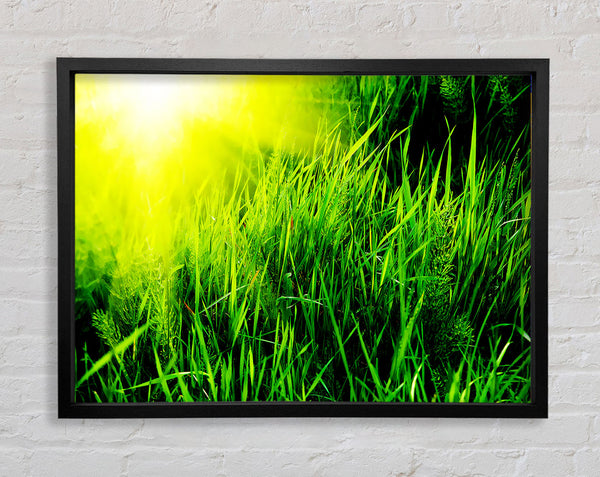 Sunbeams Through The Grass Framed Print
