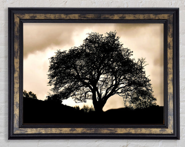 Tree In First Light Framed Print