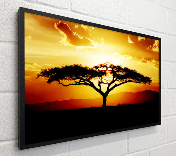African Tree At Sunset
