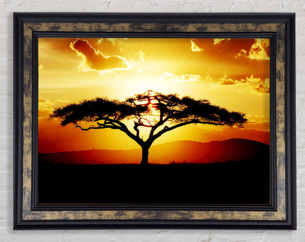 African Tree At Sunset Framed Print