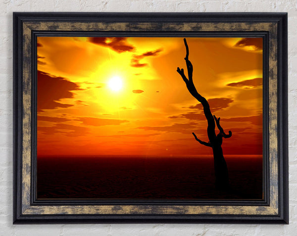 Tree Of The Desert Sun Framed Print