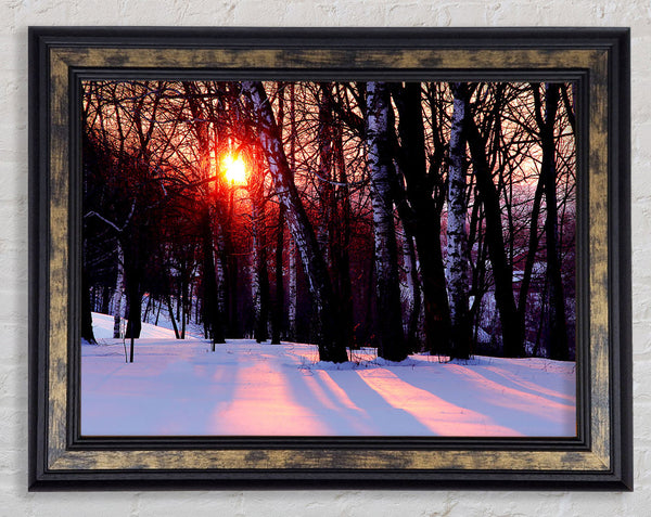 Winter Woodland Sun Framed Print