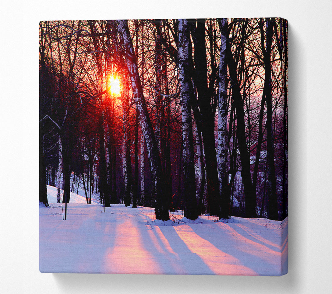  A Canvas Print of Winter Woodland Sun Canvas Art