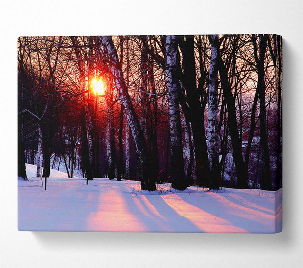  A Canvas Print of Winter Woodland Sun Canvas Art