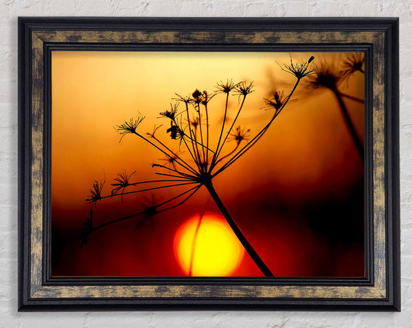 Sunset Through The Reeds Framed Print