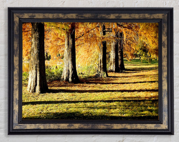 Orange Winter Woodland Walk Framed Print
