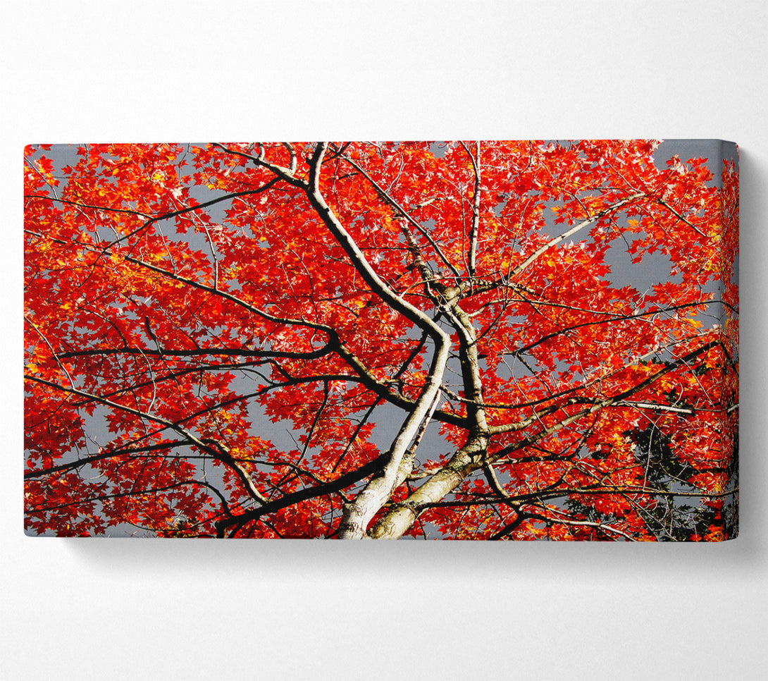  A Canvas Print of Red Tree Giant Canvas Print
