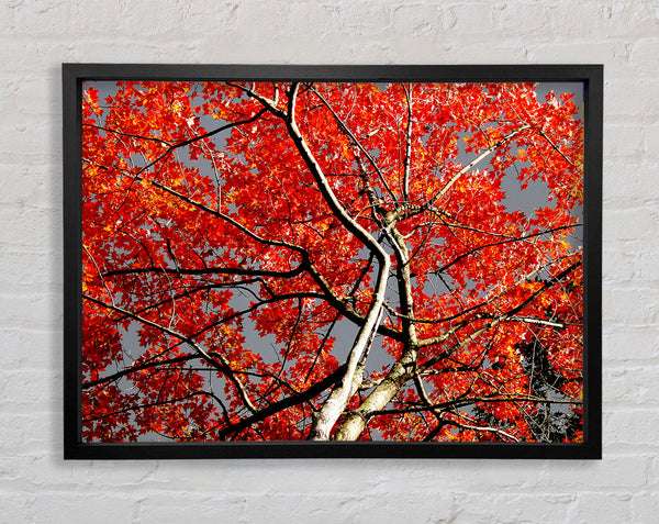 Red Tree Giant Framed Print