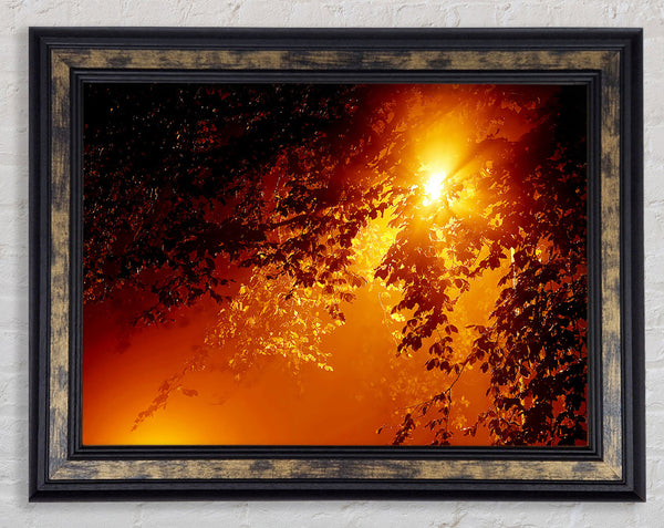 Stunning Sun Through The Leaves Framed Print