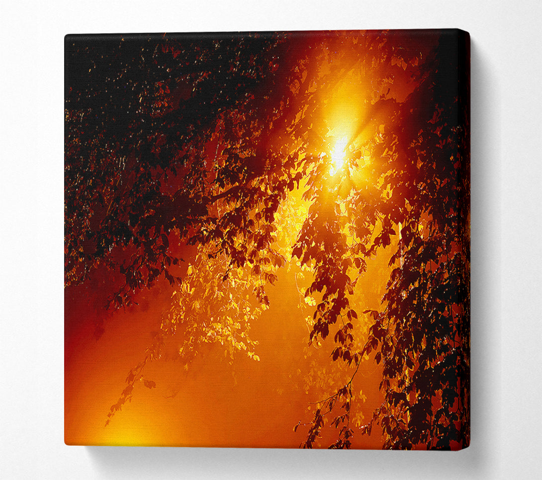  A Canvas Print of Stunning Sun Through The Leaves Canvas Print