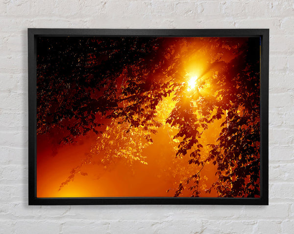 Stunning Sun Through The Leaves Framed Print