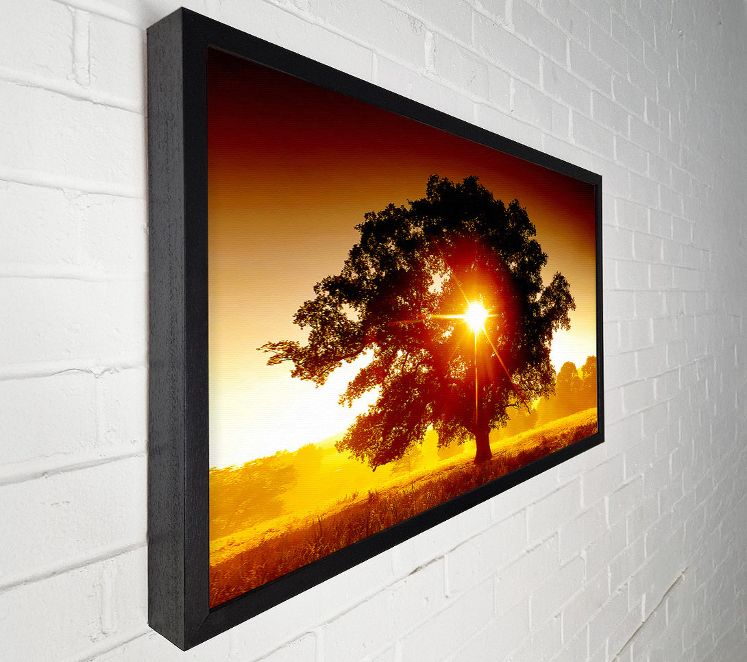  A Canvas Print of Sun Through The Tree Canvas Print