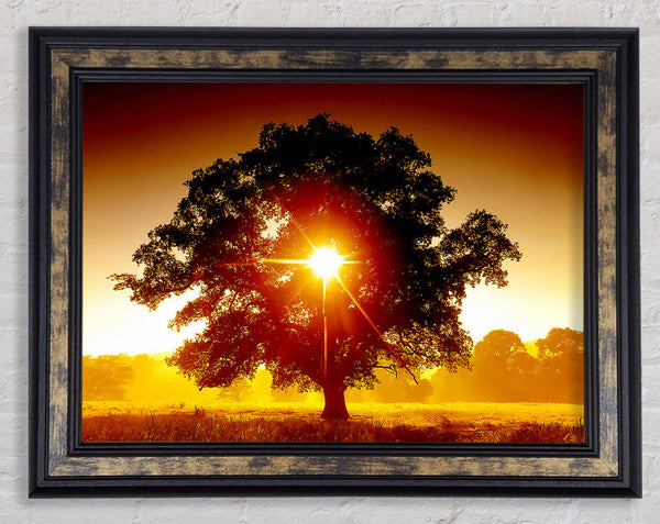 Sun Through The Tree Framed Print